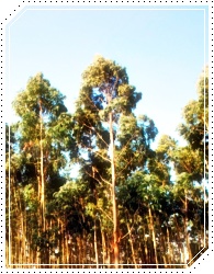 Eucalipto - Eucalyptus globulus
