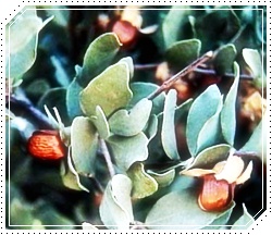 Jojoba - Simmondsia chinensis